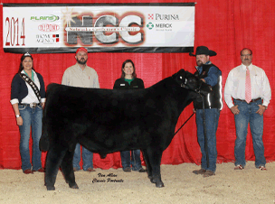 2014 Reserve Champion Angus Bull Nebraska Cattlemens Classic