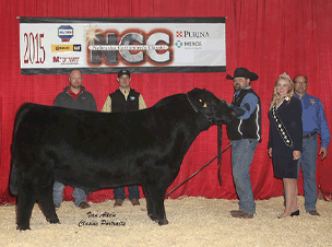 2015 Reserve Champion Angus Bull Nebraska Cattlemens Classic